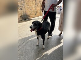 Rajasthan: बदले की आग में आरोपियों ने पड़ोसी के कुत्ते को पीट-पीटकर उतारा मौत के घाट, मुकदमा दर्ज