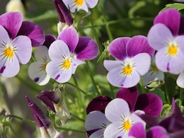 वो 10 फूल जिन्हें खाया जा सकता है, नाम जानकर रह जाएंगे हैरान!