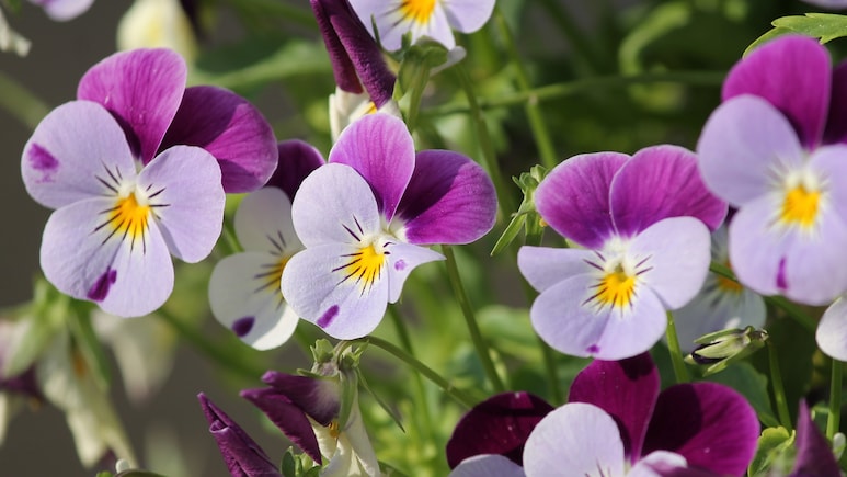 वो 10 फूल जिन्हें खाया जा सकता है, नाम जानकर रह जाएंगे हैरान!