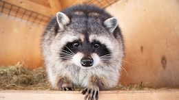 Poop, Pee And Raccoons: US Family Faces Rs 84 Lakh Repair Bill