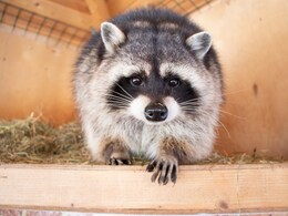Poop, Pee And Raccoons: US Family Faces Rs 84 Lakh Repair Bill Poop, Pee And Raccoons: US Family Faces Rs 84 Lakh Repair Bill