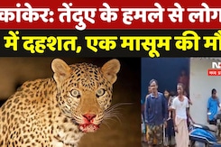 Leopard Attack In Kanker: तेंदुए के हमले से लोगों में दहशत, एक मासूम की मौत Leopard Attack In Kanker: तेंदुए के हमले से लोगों में दहशत, एक मासूम की मौत