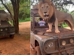 जंगल के राजा का स्वैग! चलती गाड़ी के बोनट पर खड़े होकर बब्बर शेर ने किया कुछ ऐसा, आपने पहले नहीं देखा होगा ऐसा नज़ारा जंगल के राजा का स्वैग! चलती गाड़ी के बोनट पर खड़े होकर बब्बर शेर ने किया कुछ ऐसा, आपने पहले नहीं देखा होगा ऐसा नज़ारा