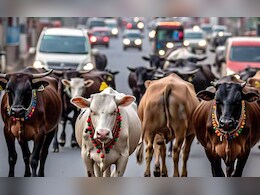 सड़कों पर मवेशी: छत्तीसगढ़ हाईकोर्ट ने लगाई फटकार, कहा- 8 हफ्ते नहीं 8 साल ले लो लेकिन...