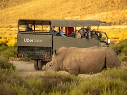 Explore South Africa's Wildlife With These Safari Day Trips In Cape Town