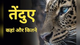 Leopards : भारत में कितने तेंदुए हैं, सबसे ज्यादा किस राज्य में?