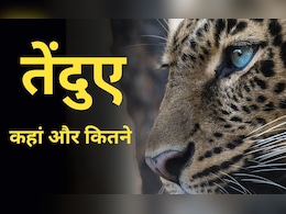 Leopards : भारत में कितने तेंदुए हैं, सबसे ज्यादा किस राज्य में?