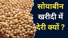 MP Soybean Price: सोयाबीन की खरीदी देर से शुरू होने से किसानों की बढ़ी चिंता, कम दाम पर उपज बेचने को हैं मजबूर