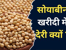 MP Soybean Price: सोयाबीन की खरीदी देर से शुरू होने से किसानों की बढ़ी चिंता, कम दाम पर उपज बेचने को हैं मजबूर MP Soybean Price: सोयाबीन की खरीदी देर से शुरू होने से किसानों की बढ़ी चिंता, कम दाम पर उपज बेचने को हैं मजबूर