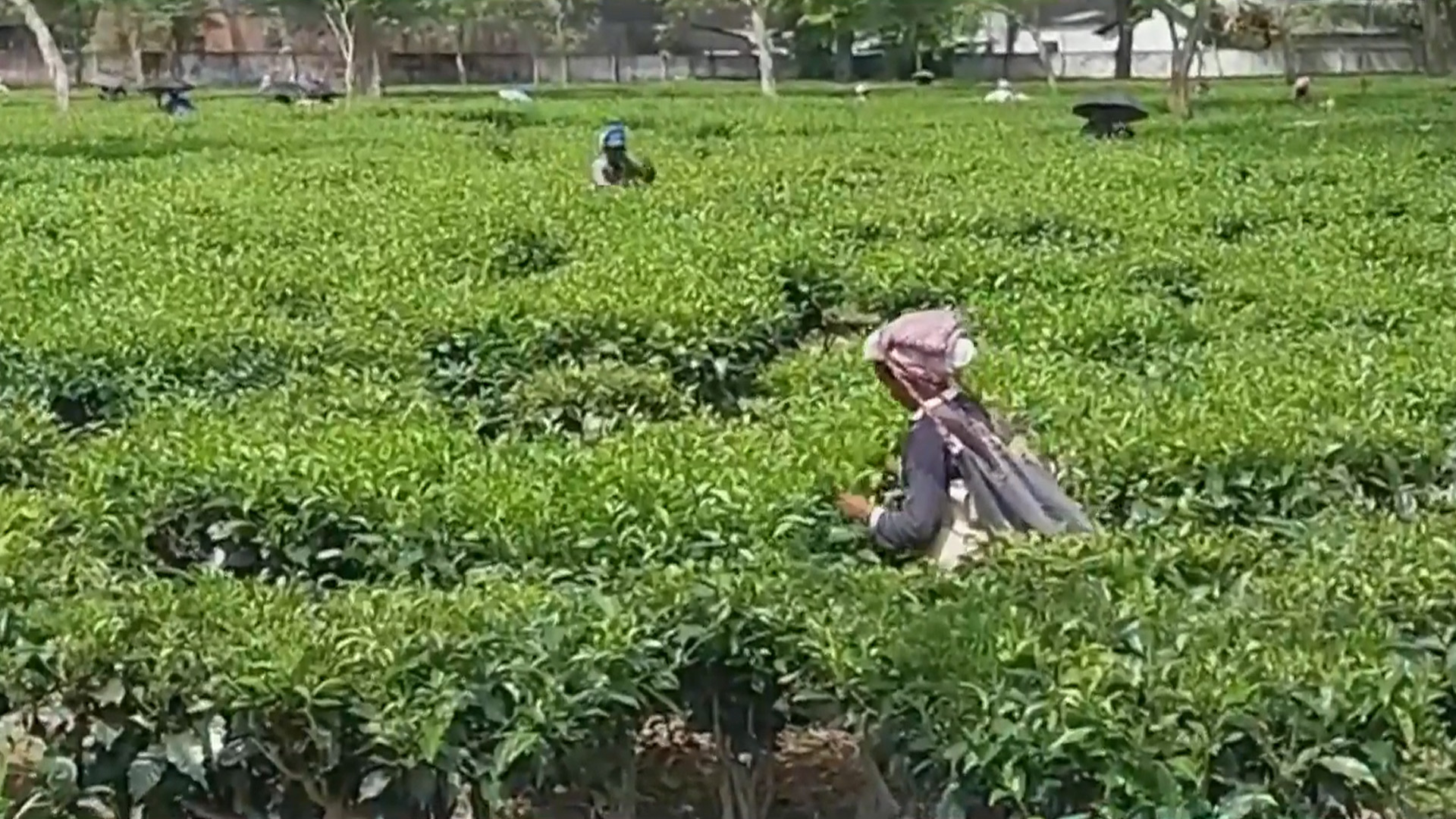 A Legacy Of A Festival Gift: Special Bonus For 10 Lakh Tea Garden Workers