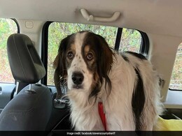 "True Hero": Dog Saves Injured Owner, 84, By Leading Cop To Her Home In US "True Hero": Dog Saves Injured Owner, 84, By Leading Cop To Her Home In US