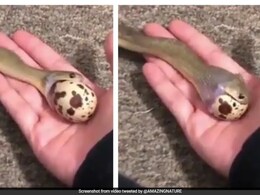 अपने सिर से बड़े अंडे को निगल रहा था सांप, हैरतअंगेज़ Video देख लोगों के उड़े होश, यूजर्स बोले- ये कैसे संभव है...