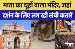Navratri 2024:Karni Mata Mandir का ऐसा मंदिर जहां पूजे जाते हैं चूहे,दर्शन के लिए लग रही लंबी कतारें Navratri 2024:Karni Mata Mandir का ऐसा मंदिर जहां पूजे जाते हैं चूहे,दर्शन के लिए लग रही लंबी कतारें