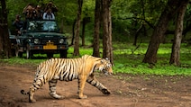 5 Wildlife Parks In India That Remain Open In July For Monsoon Safaris