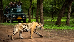 15 Tourists Escape As Bus Catches Fire During Safari Ride In Jaipur