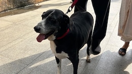 "Goa Is Doing Fine": Mumbai Cop Debunks Claim About Ratan Tata's Dog's Death
