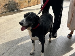 "Goa Is Doing Fine": Mumbai Cop Debunks Claim About Ratan Tata's Dog's Death "Goa Is Doing Fine": Mumbai Cop Debunks Claim About Ratan Tata's Dog's Death