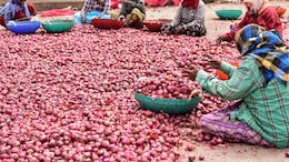 Onion Prices Rise To Rs 80 Per Kg In Delhi, Mumbai