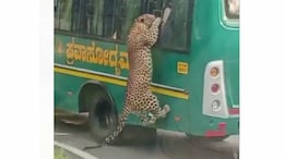 Watch: Leopard Tries To Enter Safari Bus After Leaping Through Window