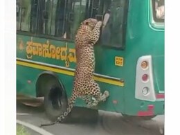 Watch: Leopard Tries To Enter Safari Bus After Leaping Through Window Watch: Leopard Tries To Enter Safari Bus After Leaping Through Window