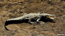 Fossils Reveal Final Refuge Of Ferocious Land-Living Crocs