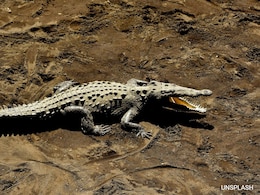 Fossils Reveal Final Refuge Of Ferocious Land-Living Crocs Fossils Reveal Final Refuge Of Ferocious Land-Living Crocs