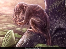 75-Million-Year-Old Omnivorous Mammal Species That Lived Alongside Dinosaurs Discovered 75-Million-Year-Old Omnivorous Mammal Species That Lived Alongside Dinosaurs Discovered
