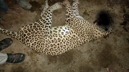 क्या मारा गया उदयपुर का आदमखोर पैंथर? ग्रामीणों ने तेंदुए को घेरा और फिर उतारा मौत के घाट
