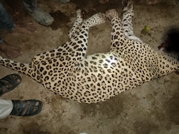 क्या मारा गया उदयपुर का आदमखोर पैंथर? ग्रामीणों ने तेंदुए को घेरा और फिर उतारा मौत के घाट