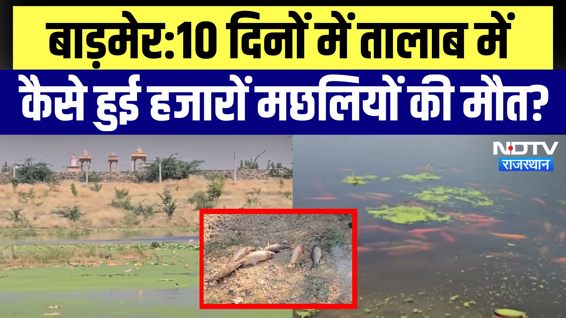 Barmer का Tourist spot Jasder Dham क्यों बना मछलियों का क्रबगाह? 10 दिन में हजारों मछलियों की मौत