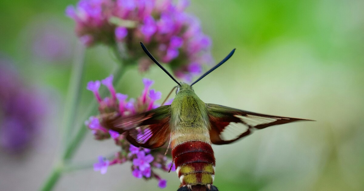 Bhabhat Insect देखें, इन 7 कीड़ों को, जो दिखनें में हैं बेहद खूबसूरत