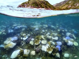 Global Coral Bleaching Event Biggest On Record: US Agency Global Coral Bleaching Event Biggest On Record: US Agency