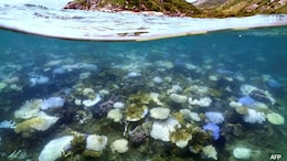 Once A Jewel, Australia's Ningaloo Reef Now Faces Coral Bleaching Crisis