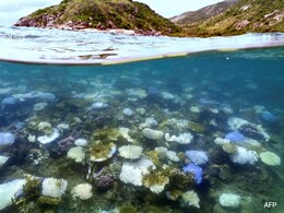 Once A Jewel, Australia's Ningaloo Reef Now Faces Coral Bleaching Crisis Once A Jewel, Australia's Ningaloo Reef Now Faces Coral Bleaching Crisis