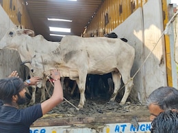 भरतपुर में देर रात हो रही थी गौ तस्करी, दबिश देने पहुंची पुलिस तो बदमाशों ने कर दी फायरिंग