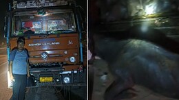 नवरात्रि में पशु तस्करों पर पुलिस की विशेष सख्ती, बूचड़खाने जा रहे 39 पशुओं को कराया मुक्त, एक तस्कर गिरफ्तार