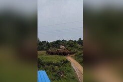 Elephant Herd Creates Panic In Ap's Chittoor, 2 Farmers Killed Elephant Herd Creates Panic In Ap's Chittoor, 2 Farmers Killed