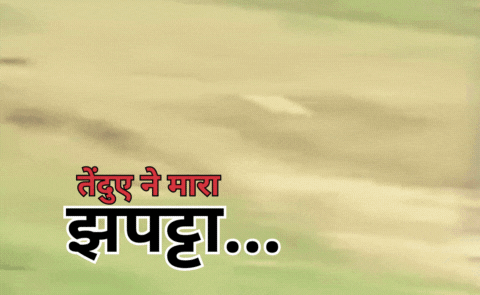 वीडियो बना रहे युवक पर तेंदुए ने झपट्टा मारा, उठाकर ले जाता...रोंगटे खड़ा कर देगा Exclusive वीडियो