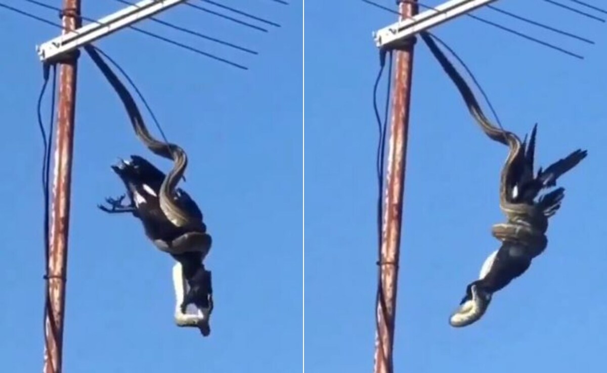 खंबे से लटके अजगर ने हवा में कौवे को दबोचा, बुरी तरह जकड़कर ऐसे उठाया ...