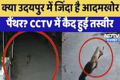 Udaipur Panther News : क्या उदयपुर में जिंदा है आदमखोर पैंथर ? CCTV में कैद हुई तस्वीर Udaipur Panther News : क्या उदयपुर में जिंदा है आदमखोर पैंथर ? CCTV में कैद हुई तस्वीर