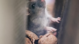 Mouse-To-Mouse? Mice May Give 'First Aid' To Unconscious Mates