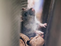 Mouse-To-Mouse? Mice May Give 'First Aid' To Unconscious Mates