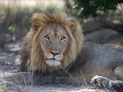 Lions Maul Zookeeper To Death At Crimea Safari Park