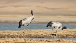 Rare Black-Necked Cranes Sighted In Ladakh