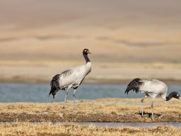 Rare Black-Necked Cranes Sighted In Ladakh