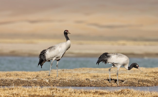 Rare Black-Necked Cranes Sighted In Ladakh