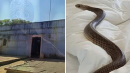 एक ही परिवार के 5 सदस्यों को सांप ने काटा, पिता-पुत्र की मौत; बार-बार सांप के अटैक से खौफ में जी रहे लोग