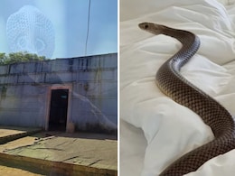 एक ही परिवार के 5 सदस्यों को सांप ने काटा, पिता-पुत्र की मौत; बार-बार सांप के अटैक से खौफ में जी रहे लोग