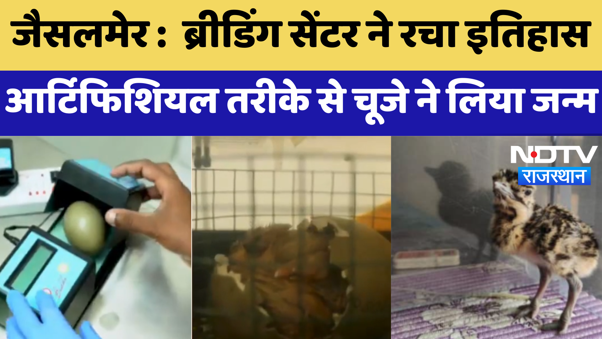Jaisalmer के Breeding Center ने रचा इतिहास, Artificial तरीके से गोडावण के चूजे ने लिया जन्म | Latest