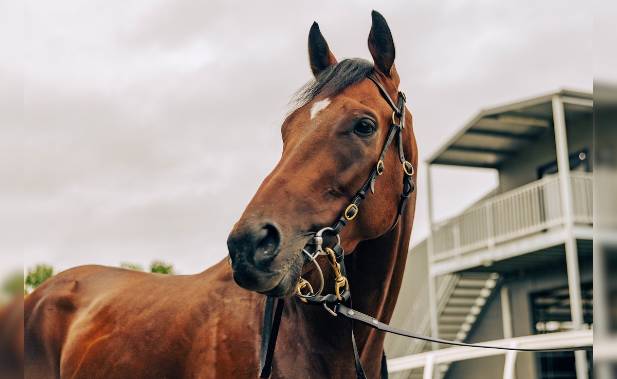 Latest and Breaking News on NDTV